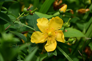 014_250612036 X900 峰岡公園 ヒメキンシバイ Z18-140.jpg