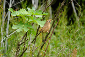 006_250523023 X900 〇舞岡公園 ガビチョウ RX10M4.jpg