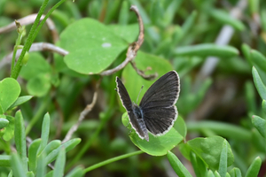 018_250612066t X900 ◎区役所 ヤマト♀ Z18-140.jpg