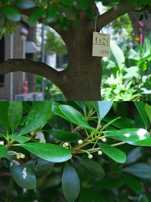 001_250520002 X900 日比谷公園 もっこく G7X.jpg