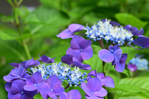 019_250614065 X900 〇保土ヶ谷公園 Z18-140.jpg