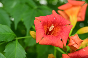 002_250612004 X900 峰岡公園 アメリカンノウゼンカズラ Z18-140.jpg