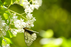 022_250430196 X900 ◎ウスバシロ ミツバウツギ 八王子城跡 RX10M4.jpg