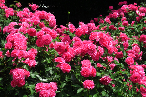 013_250520012 X900 日比谷公園 チャイナローズ ローズうらら G7X.jpg