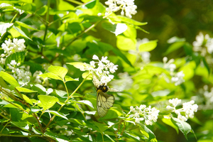 025_250430217 5900 ◎ウスバシロ ミツバウツギ 求愛 八王子城跡 RX10M4.jpg