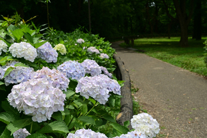 004_250614007 X900 保土ヶ谷公園 トイプードル Z18-140.jpg