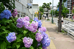 021_250612081t X900 〇区役所 ガクアジサイ デルメシアン Z18-140.jpg