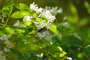 028_250430253 X900 ◎ウスバシロ ミツバウツギ 八王子城跡 RX10M4.jpg