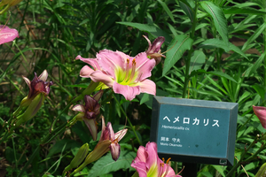 011_250520010 X900 日比谷公園 G7X.jpg