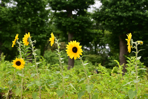016_250614054 X900 〇保土ヶ谷公園 Z18-140.jpg