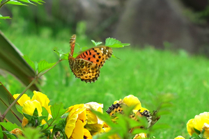 015_250516051tm X900 〇5月の日比谷公園 G7X.jpg