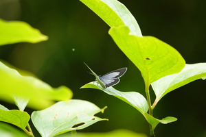 017_250523100 X900 〇舞岡公園 ウラゴ開翅 長久保 RX10M4.jpg