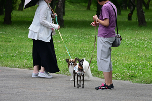 015_250614049 X900 イタリアン・グレーハウンド 保土ヶ谷公園 Z18-140.jpg