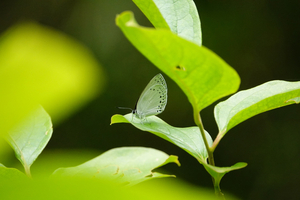 015_250523080 X900 ◎舞岡公園 ウラゴ右向き 長久保 RX10M4.jpg