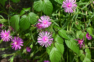 011_250612030 X900 峰岡公園 サボテンソウ Z18-140.jpg