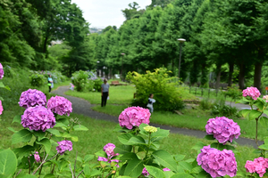 018_250614059 X900 〇保土ヶ谷公園 Z18-140.jpg