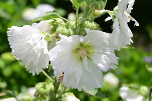 004_250612011 X900 峰岡公園 タチアオイ Z18-140.jpg