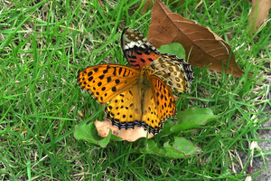 012_250516042 X900 〇5月の日比谷公園 ツマグイロヒョウモン G7X.jpg