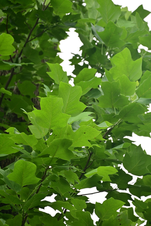 007_250614014 X900 〇ユリノキ 保土ヶ谷公園 Z18-140.jpg