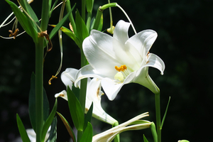 018_250520017 X900 日比谷公園 ユリ ホワイトヘブン G7X.jpg