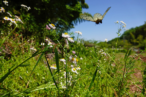 021_250430186 X900 △ウスバシロ 八王子城跡 RX10M4.jpg