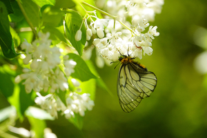 023_250430200m X900 ◎ウスバシロ ミツバウツギ 八王子城跡 RX10M4.jpg