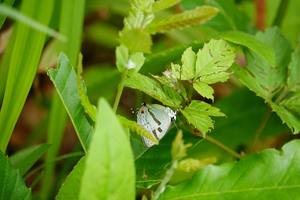 009_250523033m X900 〇舞岡公園 ミズイロオナガ 前田の丘 RX10M4.jpg