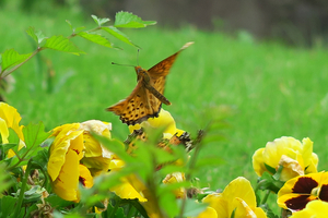 014_250516050t X900 〇5月の日比谷公園 G7X.jpg