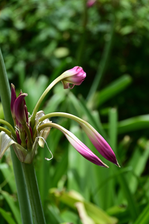 023_250612085 X900 峰岡公園 ベラドンナリリー Z18-140.jpg