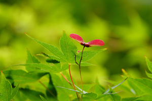 002_250523005 X900 舞岡公園 カエデの花 RX10M4.jpg
