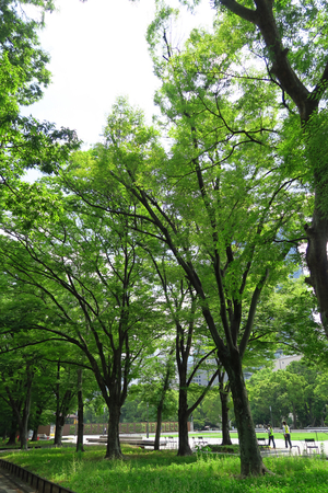 005_250520005 X900 日比谷公園 もっこく G7X.jpg