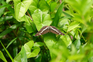 005_250523019 X900 〇舞岡公園 イチモンジ RX10M4.jpg