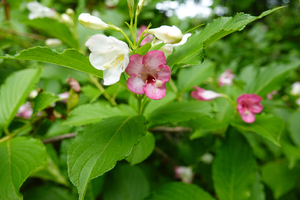 001_250523002 X900 舞岡公園 RX10M4.jpg