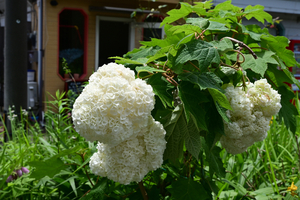 015_250612038 X900 峰岡公園 カシワバアジサイ Z18-140.jpg