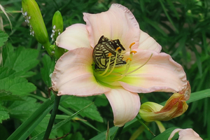 012_250520011 X900 日比谷公園 G7X.jpg