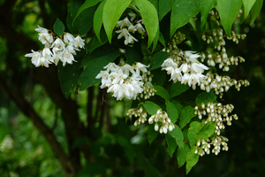 004_250523011 X900 舞岡公園 マルバウツギ RX10M4.jpg