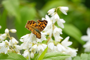 013_250523063 X900 ◎舞岡公園 キタテハ マルバウツギ RX10M4.jpg