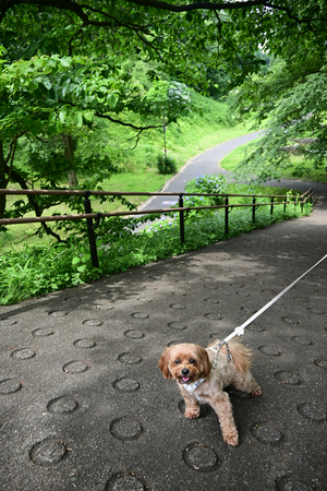 008_250614018 X900 〇トイプードル 保土ヶ谷公園 Z18-140.jpg
