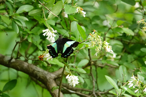 011_250523039 X900 〇舞岡公園 アオスジ イボタノキ RX10M4.jpg