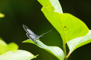 018_250523105 X900 〇舞岡公園 ウラゴ開翅 長久保 RX10M4.jpg