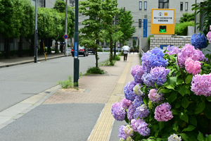 017_250612051 X900 区役所 ガクアジサイ Z18-140.jpg