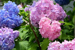 016_250612046 X900 〇区役所 ガクアジサイ Z18-140.jpg