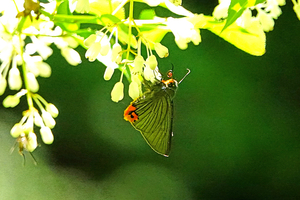 015_250430072t X900 ◎アオバ 八王子城跡 RX10M4.jpg