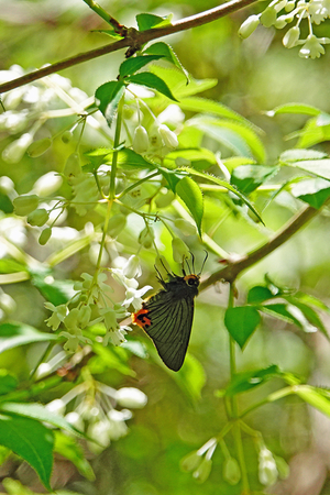 018_250430088m X900 ◎アオバ 八王子城跡 RX10M4.jpg