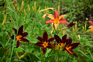 023_250614086 X900 〇ワスレグサ ステージ星川 Z18-140.jpg