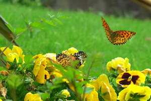 013_250516048 X900 △5月の日比谷公園 G7X.jpg