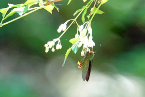 020_250430110tm2 X900 ◎アオバ 八王子城跡 RX10M4 - コピー.jpg