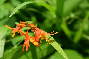 010_250612029 X900 峰岡公園 ヒメヒオウギズイセン Z18-140.jpg