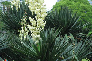 010_250516025 X900 5月の日比谷公園 アツバキミガヨラン G7X.jpg