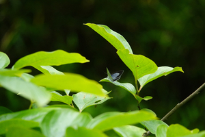 016_250523093 X900 ◎舞岡公園 ウラゴ開翅 長久保 RX10M4.jpg